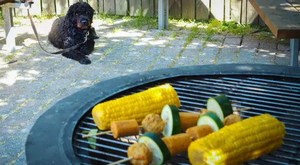 En svart hund vilar på stenläggningen bredvid grillen där majskolvar och grönsaksspett förbereds.