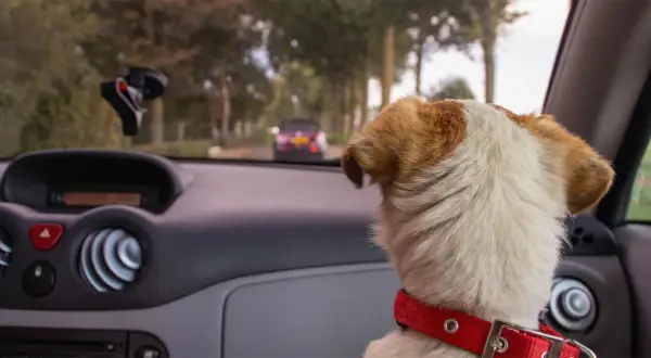 Hunden i bilen ser ut genom fönstret. Kanske behöver den åksjuketabletter hund för att må bättre på resan.