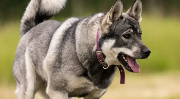 En hund skakar på huvudet, med tungan ute och en lila halsband.