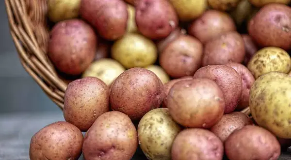 En korg med rå potatis, både röda och gula. En hund skulle nog bli glad av dessa!