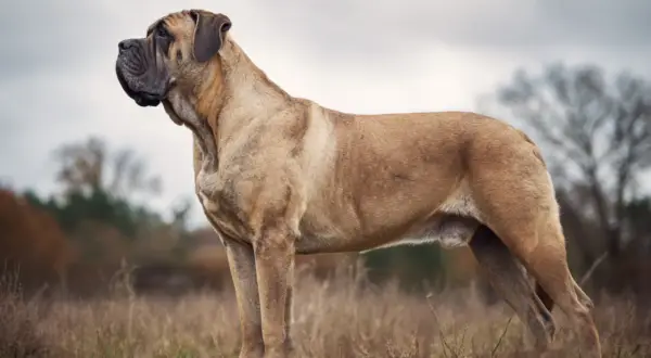 En ståtlig mastiff raser står i ett fält med högt gräs.