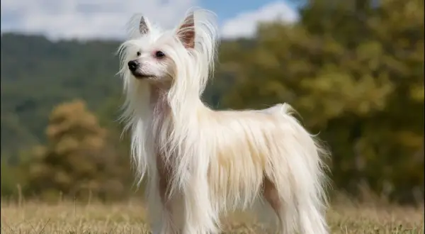 En vit kinesisk nakenhund med långt, böljande hår står i gräset. Den ser ut som en av de där konstiga hundar som man inte ser varje dag.