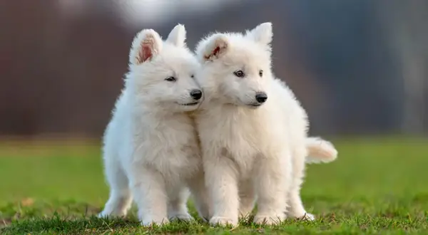 Två fluffiga hundar står tätt intill varandra på en grön gräsmatta.