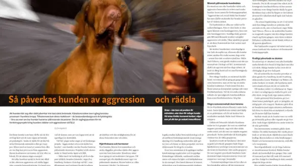 En brun hund skakar, med suddig bakgrund.
