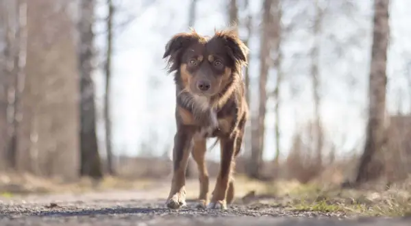 Brun hund med intensiv blick på en grusväg bland träd. Kanske kliar det lite?