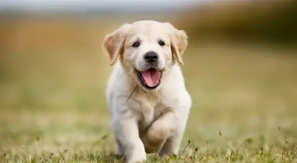 En glad hund, en golden retriever valp, springer fram över en gräsmatta med tungan ute.