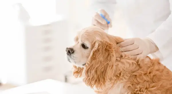 En veterinär ger en injektion till en hund. Detta kan vara en del av en behandling för att undvika kemisk kastrering hund biverkningar.