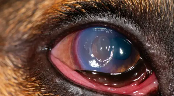 Närbild på en hunds öga med ett blåfärgat hornhinnesår. Ögonlocket är rött och irriterat.