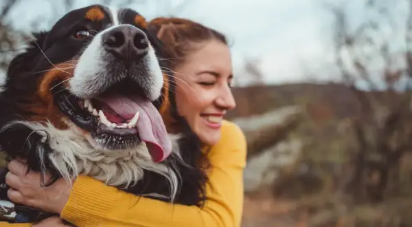 Glad kvinna kramar en stor hundras, en Bernersennen. Hunden flämtar lyckligt med tungan ute.