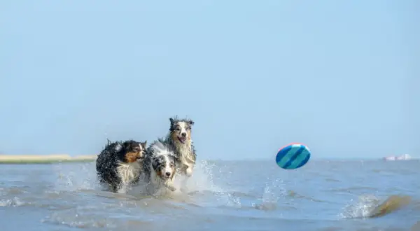 Tre hundar springer i vattnet på stranden, jagandes en färgglad frisbee.
