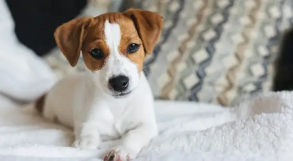 Söt Jack Russell-valp på en vit filt. Här är några valp tips för att lyckas med din nya familjemedlem.