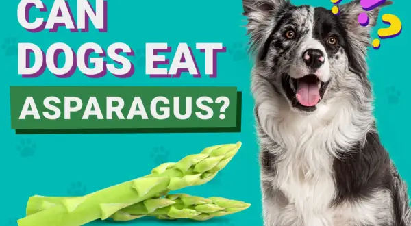 En nyfiken hund undrar om sparris är okej att äta.