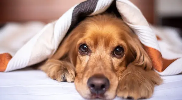 Söt hund med brun päls kurar under en filt. Kanske drömmer den om att slippa lungmask, hund.