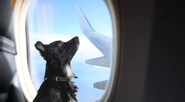 Svart hund tittar ut genom flygplansfönstret, redo att flyga med hund. Vingar och moln syns utanför.