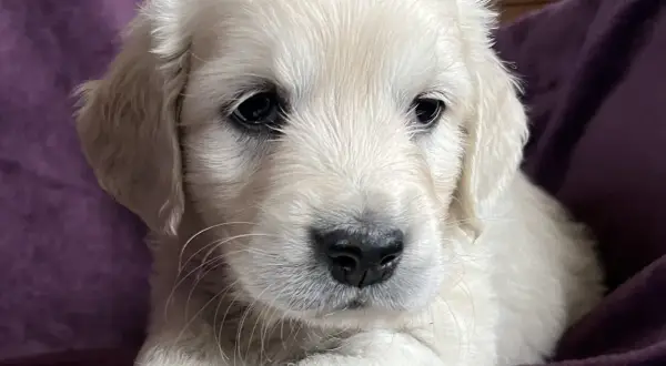 En söt golden retriever valp, bara 8 veckor gammal, tittar nyfiket fram.