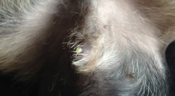 Närbild på en hunds mage med lite gulaktig vätska runt snoppdropp.