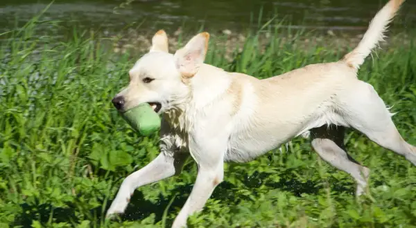 En glad labrador i sin bästa labrador ålder springer genom gräset med en grön leksak i munnen.