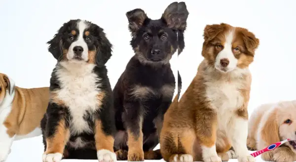 Five puppies of different breeds sit together. One is chewing a toothbrush.