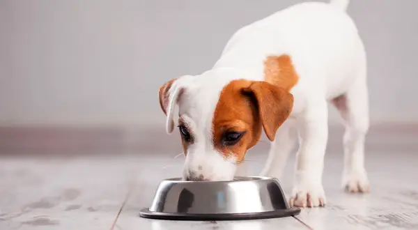 En söt Jack Russell-valp äter ur en matskål. Kanske är det vuxenfoder till valp, men den verkar gilla det!