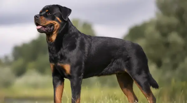 En stolt rottweiler står i gräset, en bild av lugn och styrka som speglar dess stabila rottweiler temperament.