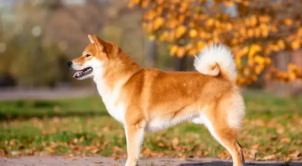 En stolt shiba inu står i höstsolen.