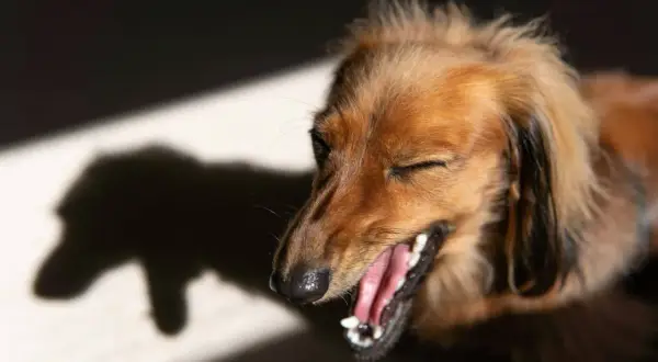 En brun långhårig hund med ögonen stängda och munnen öppen, som om den hostar. Skuggan av hunden syns till vänster.