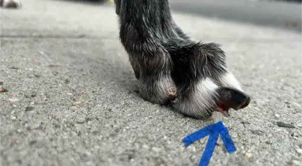 En skadad tass på en hund, med en blå pil som pekar mot ett sår.