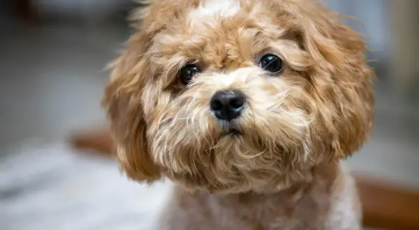 En söt, fluffig hund med mjuk päls, en perfekt allergifri hund för alla.