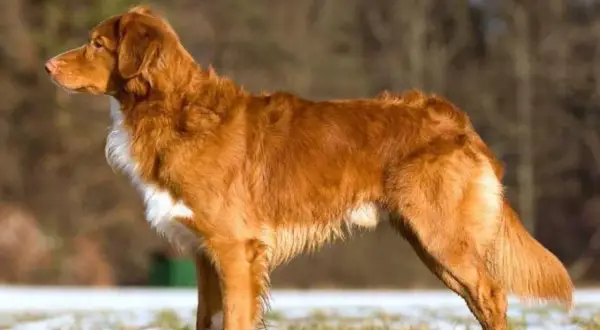 En ståtlig tollare hund med rödbrun päls och vita markeringar står i profil på en snötäckt gräsmark.