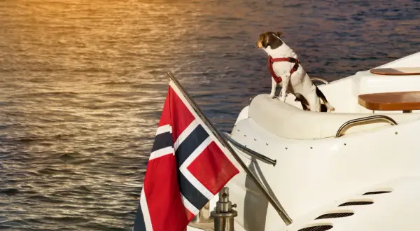 En hund med sele sitter på en vit yacht med norsk flagg. En perfekt resa att ta med hund till Norge.