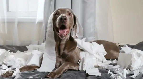En Weimaraner-valp med diarre har rullat sig i toalettpapper och ser lite skyldig ut.