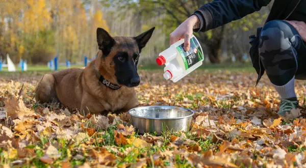 En person häller extra fett till hund i en skål. Hunden ligger på marken bland höstlöv.