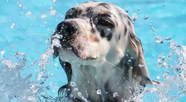 En vattensvans hund skakar sig i poolen, med vattenstänk överallt.