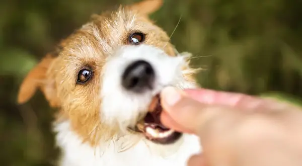 En söt kiwi hund tar emot en godbit från en hand.
