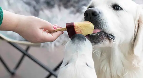 En hand matar en hundglass till två hundar. Ett enkelt hundglass recept för en varm sommardag.