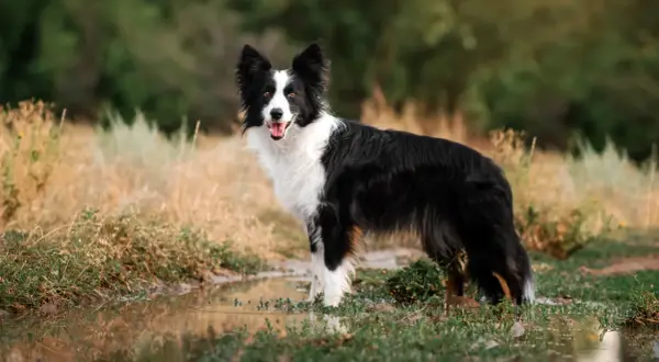 En ståtlig border collie står vid en vattenpöl. Hundens vikt är perfekt för att springa fritt i naturen.