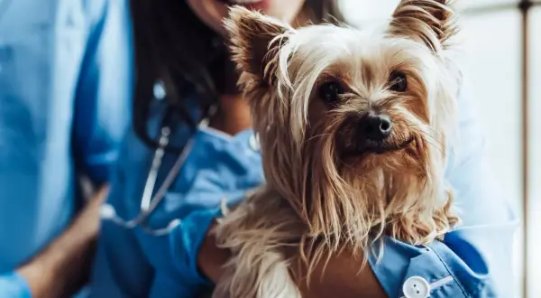 En söt yorkshireterrier undersöks av en veterinär. Hunden ser lite orolig ut, kanske har den ont i svansen.