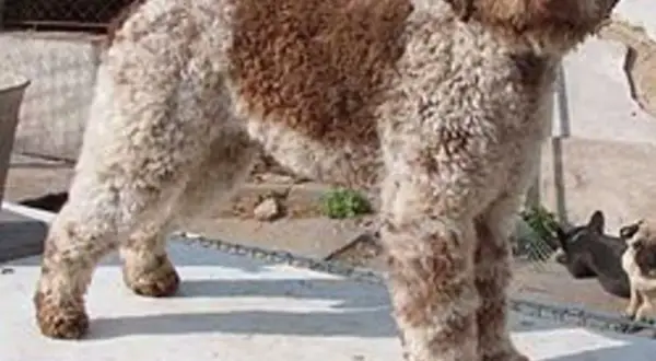 En ståtlig lagotto hund med lockig päls i brunt och vitt står på en ljus yta.