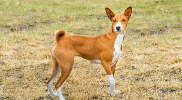 En ståtlig basenji hund med rödbrun päls och vita markeringar står på en gräsbevuxen äng.