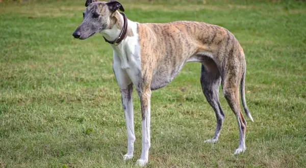 En ståtlig greyhound hund med tigrerad päls står på en grön gräsmatta.