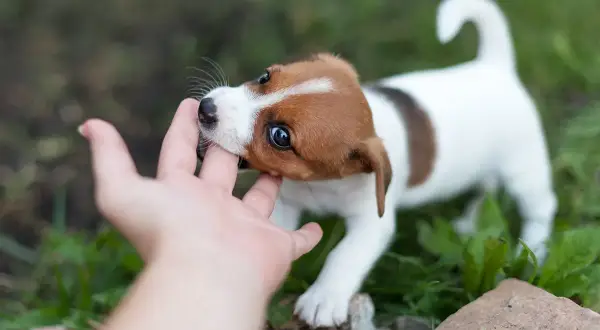 En söt Jack Russell-valp biter lekfullt i en hand. Lär dig hur man får en valp att sluta bita med tålamod och rätt metoder.