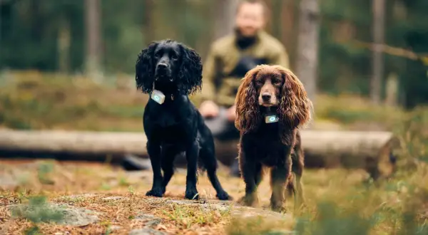 Två cocker spanielhundar, en svart och en brun, står i skogen med varsin GPS-tracker runt halsen.
