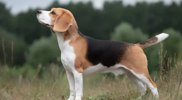 En stående beagle med klassisk trefärgad päls, perfekt vikt, tittar uppåt mot en molnig himmel.