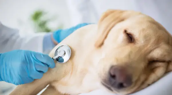 Veterinär lyssnar på en hunds hjärta med stetoskop. En sorglig men viktig del av avliva hund regler.