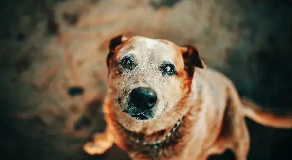 En hund med gråsprängt ansikte, kanske med addisons sjukdom, tittar upp med sorgsna ögon.