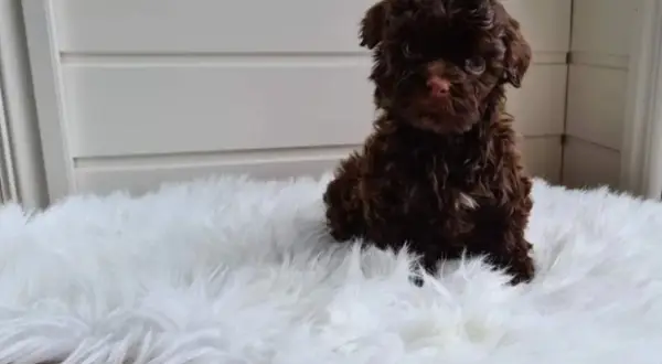 En söt, brun, krullig hundvalp sitter på en vit, fluffig matta.
