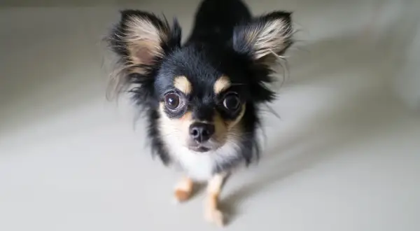 En söt långhårig chihuahua med stora öron tittar upp. Man undrar hur gammal blir en chihuahua, de lever ofta länge!