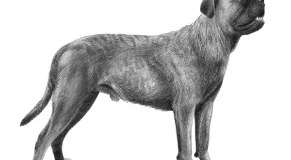 En detaljerad blyertsteckning av en ståtlig cane corso, med sin karaktäristiska muskulösa kropp och uppmärksamma blick.
