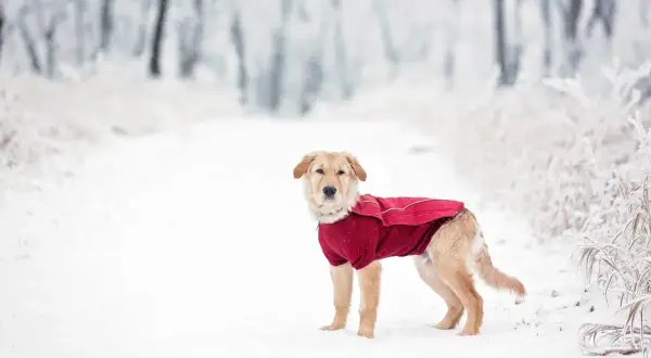 En söt vinter hund i en röd jacka står i snön.