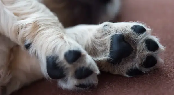 En söt valp vilar sina tassar. En av dem verkar lite öm, som om hunden haltar.